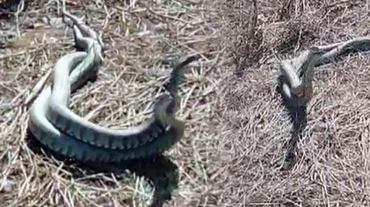 Hatay’da ortaya çıktı! Dev yılanların çiftleşme dansı görüntülendi