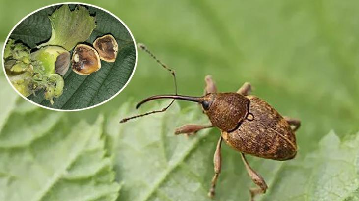 Tarımı bitirecek kadar meyve düşmanı! Bir çifti tam 200 meyveye zarar veriyor