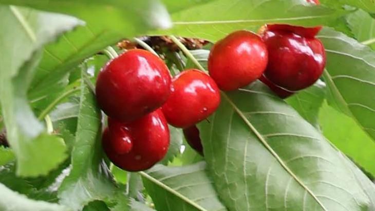 Kiraz ihracatında 300 milyon dolarlık hedef