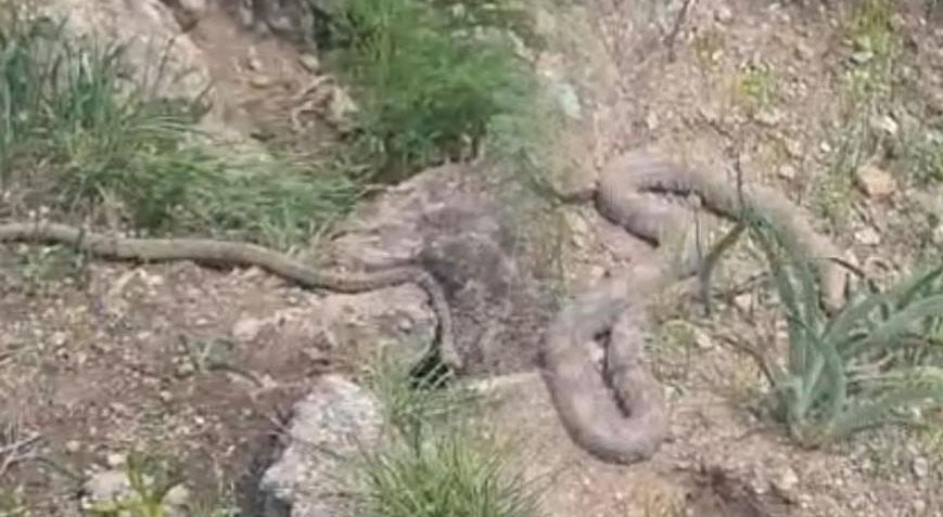 Yer: Hakkari! Pancar toplamaya gitti, çıngıraklı yılanla karşılaştı