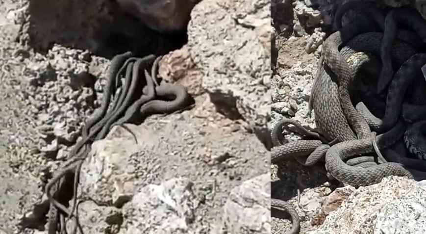 Yer: Hakkari! Sürü halinde metrelerce uzunlukta yılanlar köy halkını korkuttu