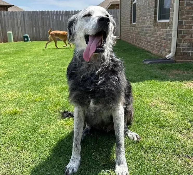 'Köpeğim siyahtan beyaza döndü!' Görenleri şaşkına çevirdi: Sebebi bilinmeyen hastalık insanları da etkiliyor