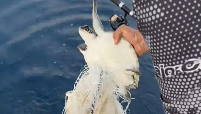 Çuvala Takılan Yavru Deniz Kaplumbağası Kurtarıldı