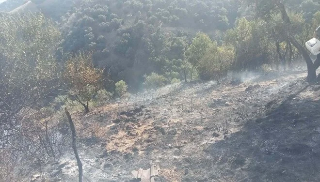 Kaynak Yaparken Zeytinliği Yaktılar: 2 Kişi Gözaltında