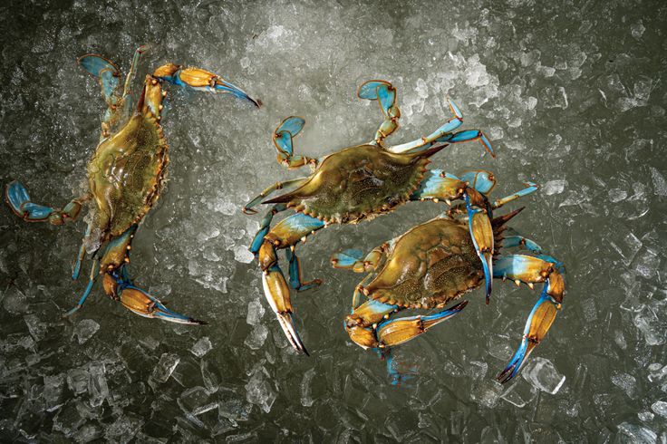 Mavi Yengeç’in Kralı: Mehmet Erdoğan Denizden Gelen Lezzeti Türkiye’ye Taşıyor!