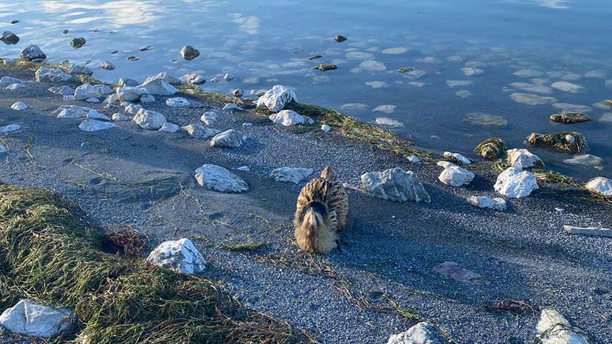 Eğirdir Gölü’nde Nesli Tehlike Altındaki Güney Amerika Balabanı Bulundu