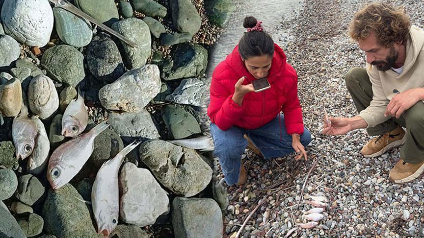 Datça’da Sahilde Balık Ölümleri Endişe Yarattı: Kirlilik Tespit Edilmedi