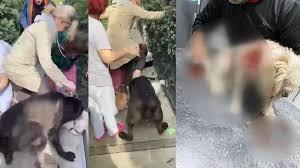 BEYLİKDÜZÜ’NDE KÖPEK SALDIRISI DAVASI: DURUŞMA ERTELENDİ