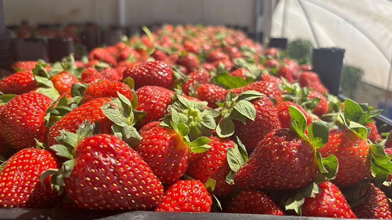 Antalya’da Çilek Fiyatlarında Uçurum: Tarladan Markete 5 Kat Fark