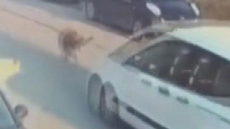 Sokak köpeğinin ölümüne neden olan sürücü tutuklandı