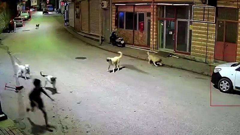 10 yaşındaki çocuğa sokak köpekleri saldırdı! Dehşet anları kamerada