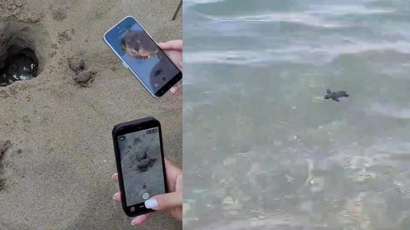 Belek Sahilinde Minik Kaplumbağalar Denizle Buluştu