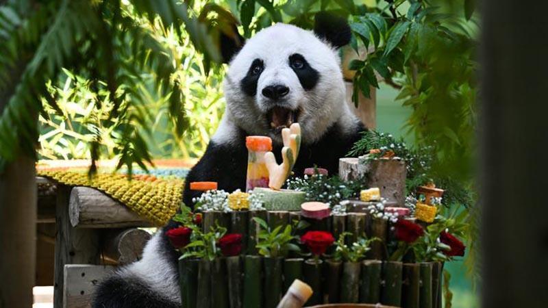 DEV PANDA XING MEI 15 YAŞINDA