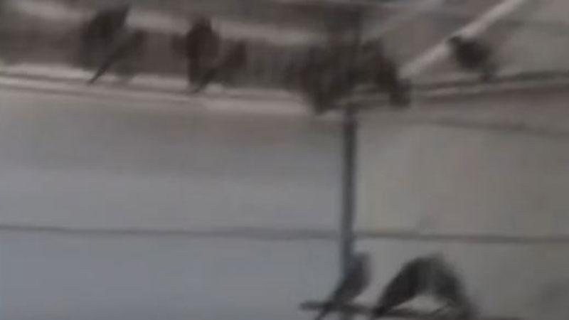 Saka kuşlarını yasa dışı üreten şahsa 1,4 milyon TL ceza